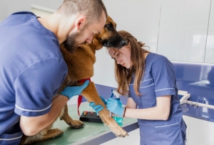 Animal Health Solutions Animal Health Solutions
